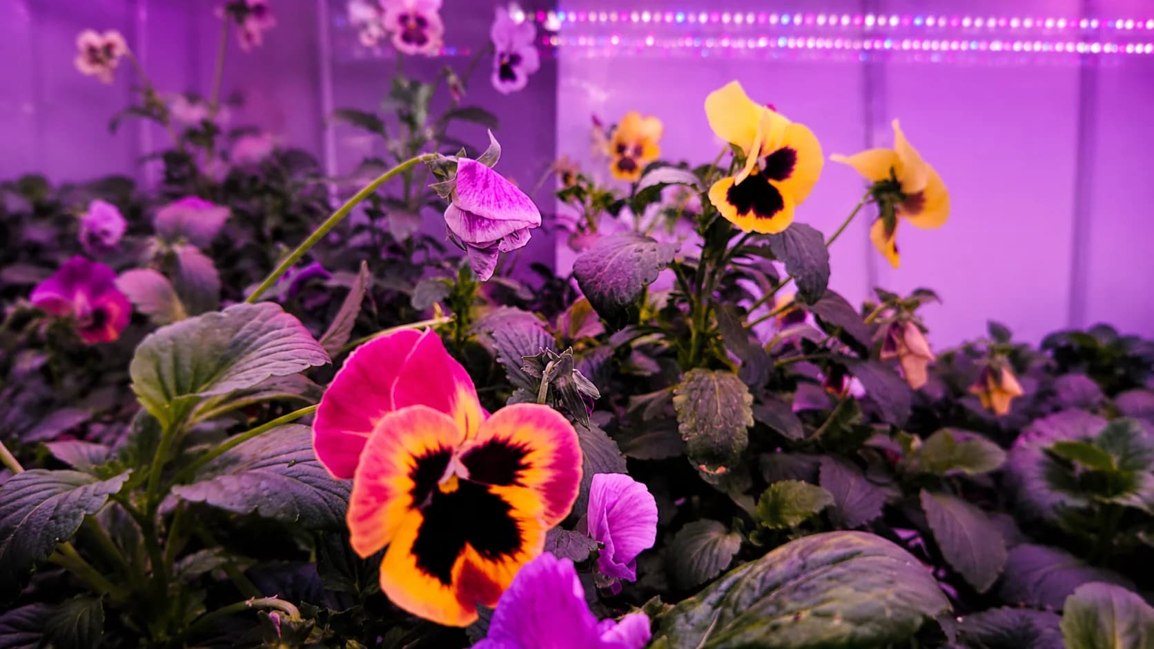 A controlled plant trial with edible flowering crops.