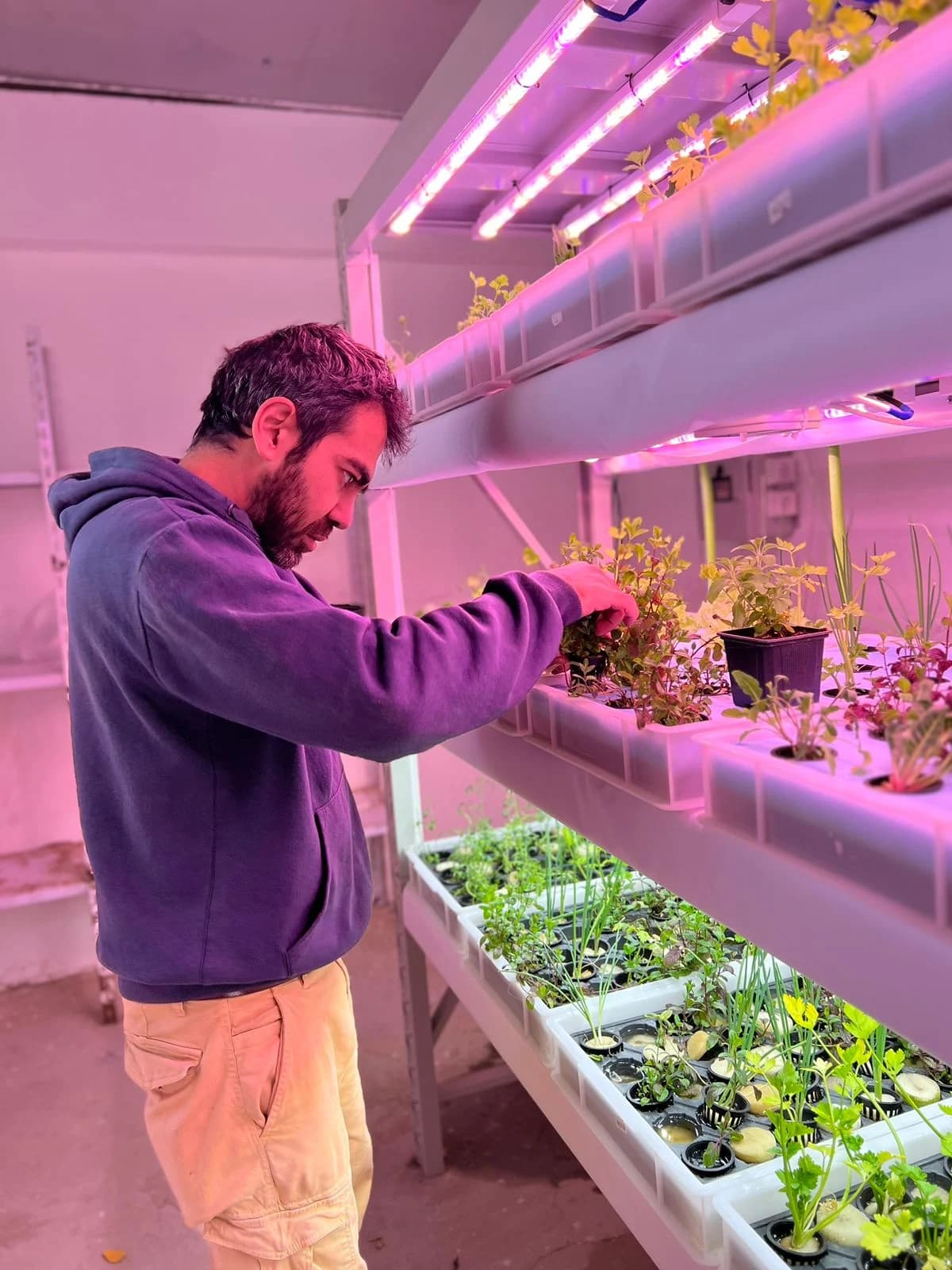 An iPlant team member checking plants during a controlled growing trial.